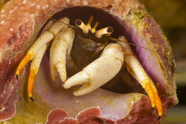 Hermit Crab